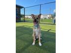 Adopt Granger a Shepherd, Border Collie