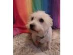 Adopt Sandy a Terrier