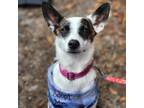 Adopt Garden a Boston Terrier, Australian Cattle Dog / Blue Heeler