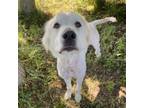 Adopt Purple a Great Pyrenees