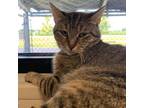 Adopt Tabitha a Domestic Short Hair