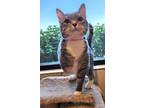 Adopt Daisy a Domestic Short Hair