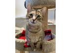Adopt Ophelia a Domestic Short Hair