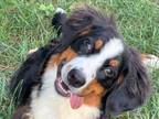 Adopt Heidi a Bernese Mountain Dog