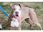 Adopt Sally a Mixed Breed