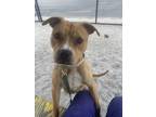Adopt Sardine a Mixed Breed
