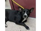 Adopt Alexa a Pit Bull Terrier, Mixed Breed