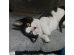 Adopt Poppy a Domestic Short Hair