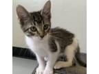 Adopt Holly a Domestic Short Hair