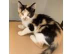 Adopt Daisy a Domestic Short Hair