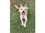 Adopt Jenny a Siberian Husky, Labrador Retriever