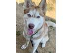 Adopt Frontier a Husky, Mixed Breed