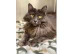 Adopt Gracie a Domestic Long Hair