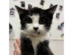 Adopt Roomba (tuxedo) a Domestic Medium Hair, Domestic Short Hair