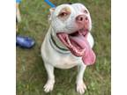 Adopt Flora a Pit Bull Terrier