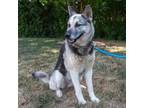 Adopt Kirby a Shepherd, Husky