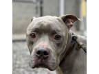 Adopt Berry a Pit Bull Terrier