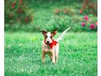 Adopt Aussie Pups F a Australian Cattle Dog / Blue Heeler