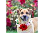 Adopt Savannah a Labrador Retriever