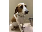 Adopt Gaia a Beagle, Mixed Breed