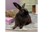 Adopt Clarabelle a Havana