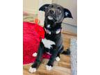 Adopt Padgett a Great Pyrenees, Labrador Retriever