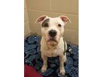 Adopt Gummy Bear 45263 a Pit Bull Terrier, Mixed Breed