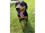 Adopt Ruth a Rottweiler, Mixed Breed