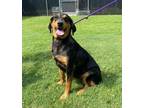 Adopt Idgie a Rottweiler, Mixed Breed
