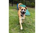 Adopt Saturn a Anatolian Shepherd, Boxer