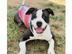 Adopt Oreo $25 a Pit Bull Terrier, Mixed Breed