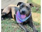 Adopt Sky $25 a Pit Bull Terrier, Mixed Breed
