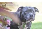 Adopt 75508A Rose Petal a American Staffordshire Terrier, Mixed Breed