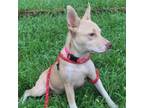 Adopt Charleston a Hound, Mixed Breed