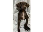 Adopt Miah a Parson Russell Terrier, Boykin Spaniel