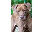 Adopt Roseanna a Vizsla, Labrador Retriever