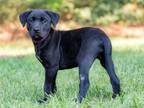 Adopt PUPPY GYPSY a Labrador Retriever