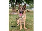 Adopt Akira a German Shepherd Dog