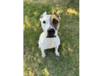 Adopt Hillary Ruff a Mixed Breed