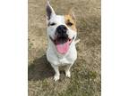 Adopt Sandra a Mixed Breed