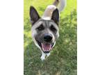 Adopt Nalati a Mixed Breed