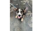 Adopt Dyna a Mixed Breed