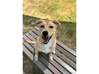 Adopt Miss Cleo a Mixed Breed
