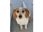 Adopt Delilah / AC 25776 A a Beagle