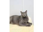 Adopt Sour Patch a Domestic Short Hair