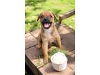 Adopt Tutti Frutti a Pug, Terrier