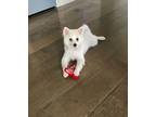 Adopt Fayler Flowers a American Eskimo Dog