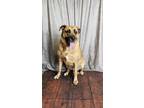 Adopt Georgia a Mastiff, German Shepherd Dog