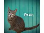 Adopt Wren #needs-a-caring-owner a Tabby, Domestic Short Hair