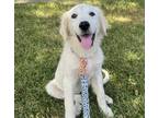 Adopt Meg of Little Women ATX a Great Pyrenees